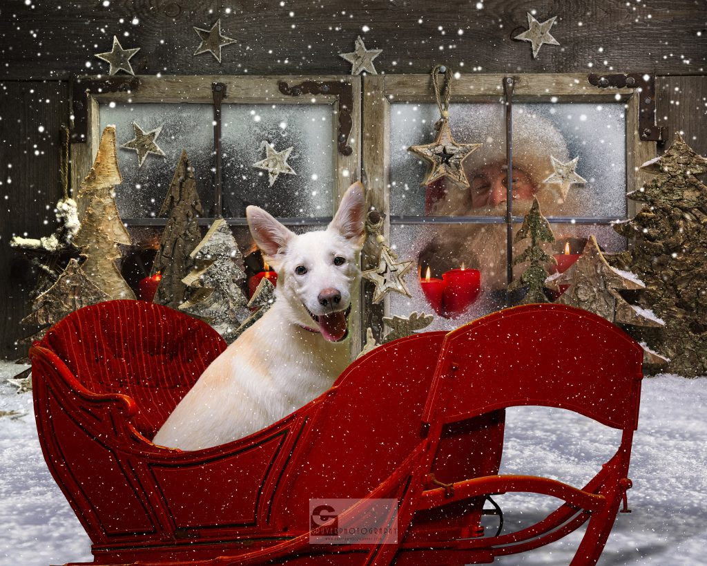 Donna sitting in Santa's sled, just waiting to be placed into her furever home!